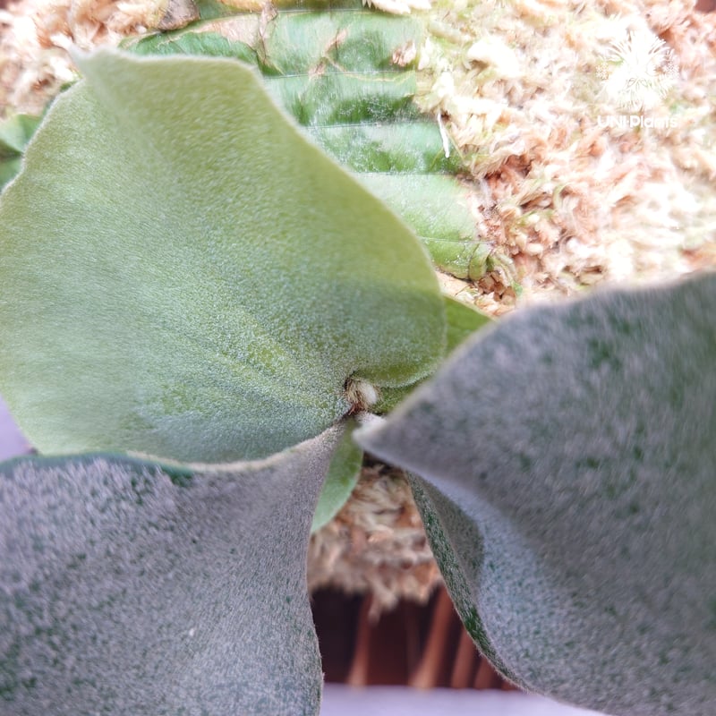 Platycerium willinckii wild cat(spore) ビカクシダ ウィ