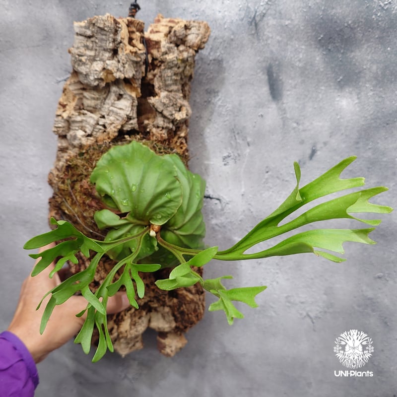 Platycerium ridleyi Pakarang ビカクシダ リドレイ パカラン ビカ