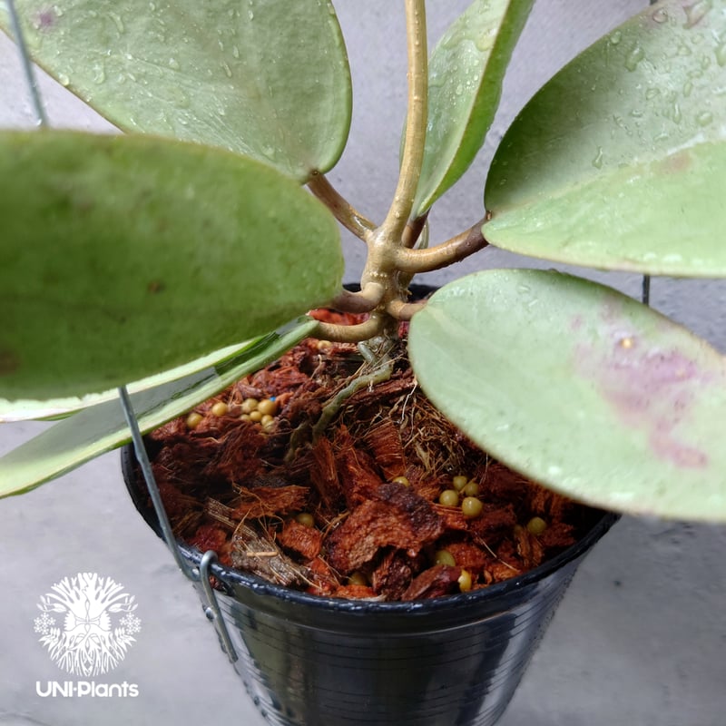 Hoya Silver dollar ホヤ シルバー ダラー ホヤ 希少 ホヤ植物 ホヤの