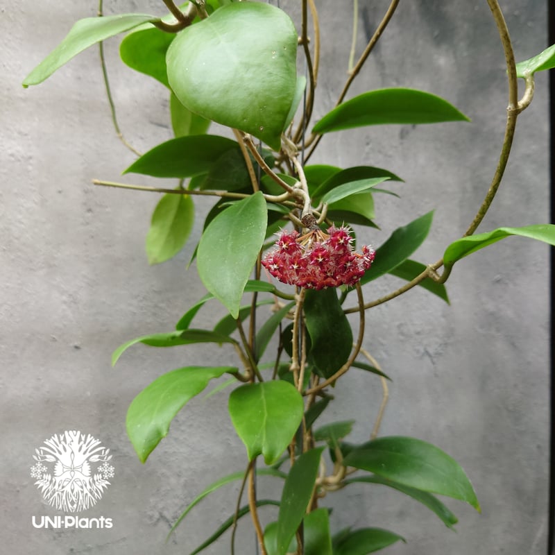 レアなHOYA biruensis 開花中 希少! Hoya mindorensis superba ホヤミンドレンシス スパー