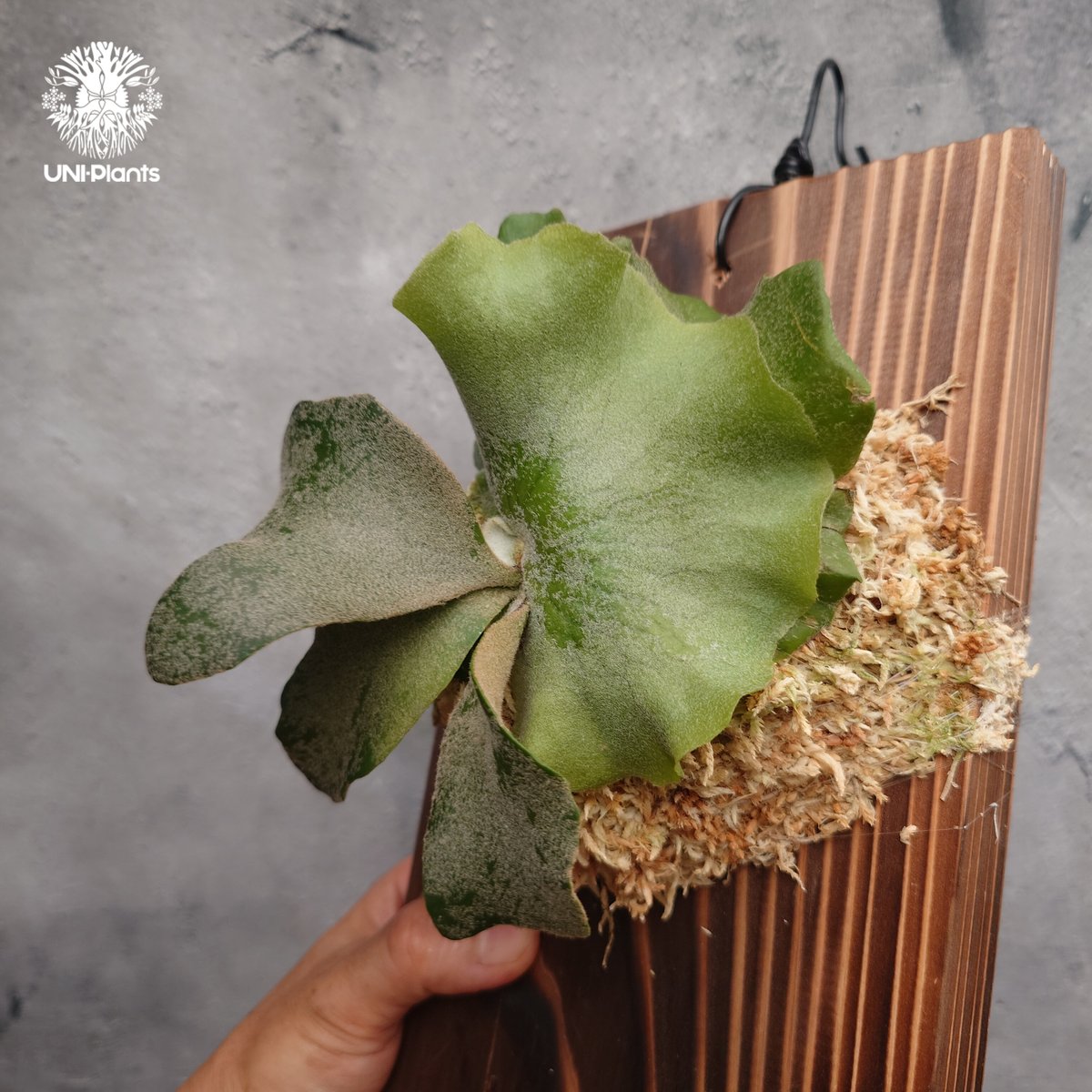 Platycerium willinckii wild cat(spore) ビカクシダ ウィ