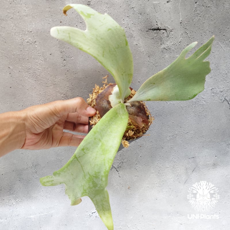 P. Raider, P. willinckii Sri Pueak, P. andinum