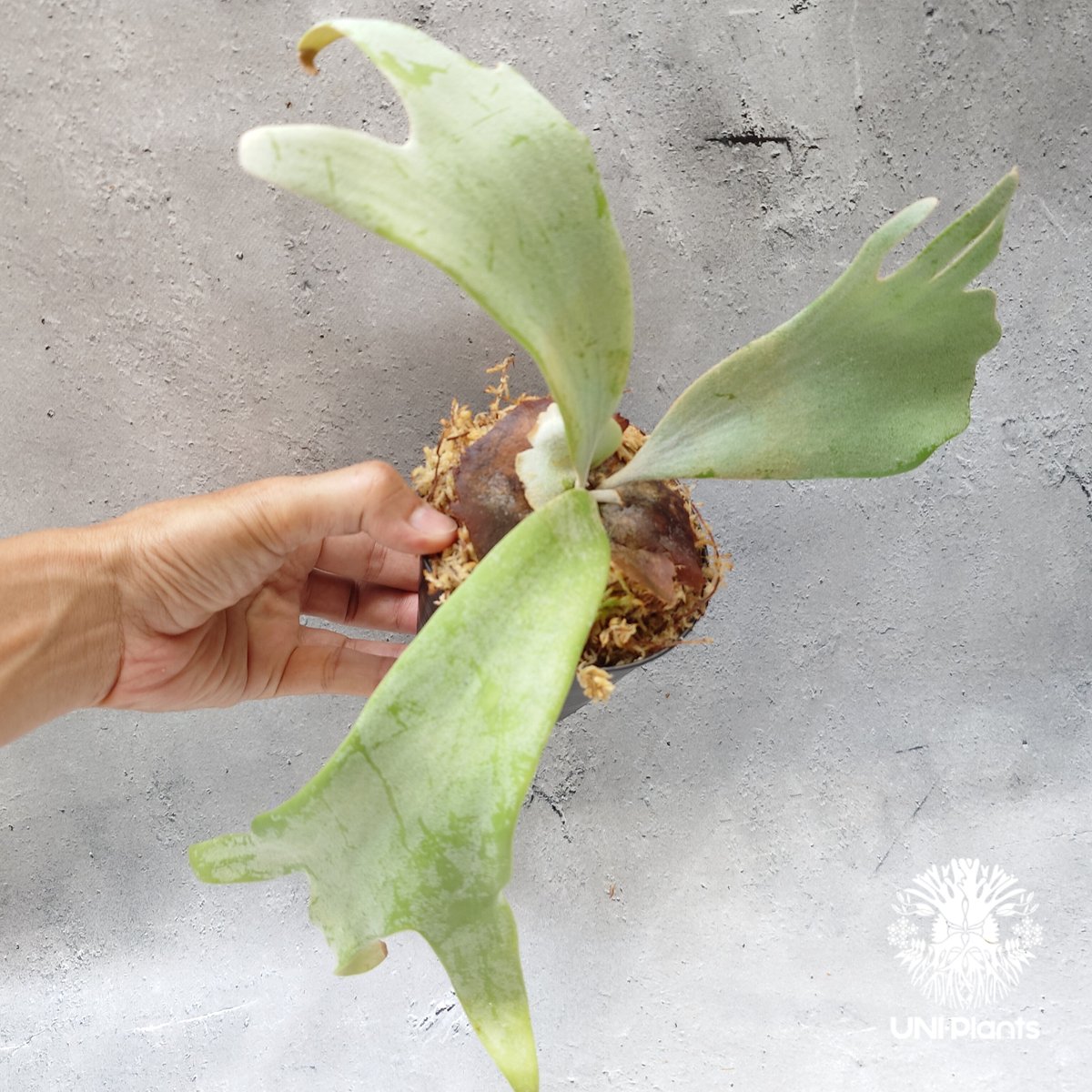 P. Raider, P. willinckii Sri Pueak, P. andinum