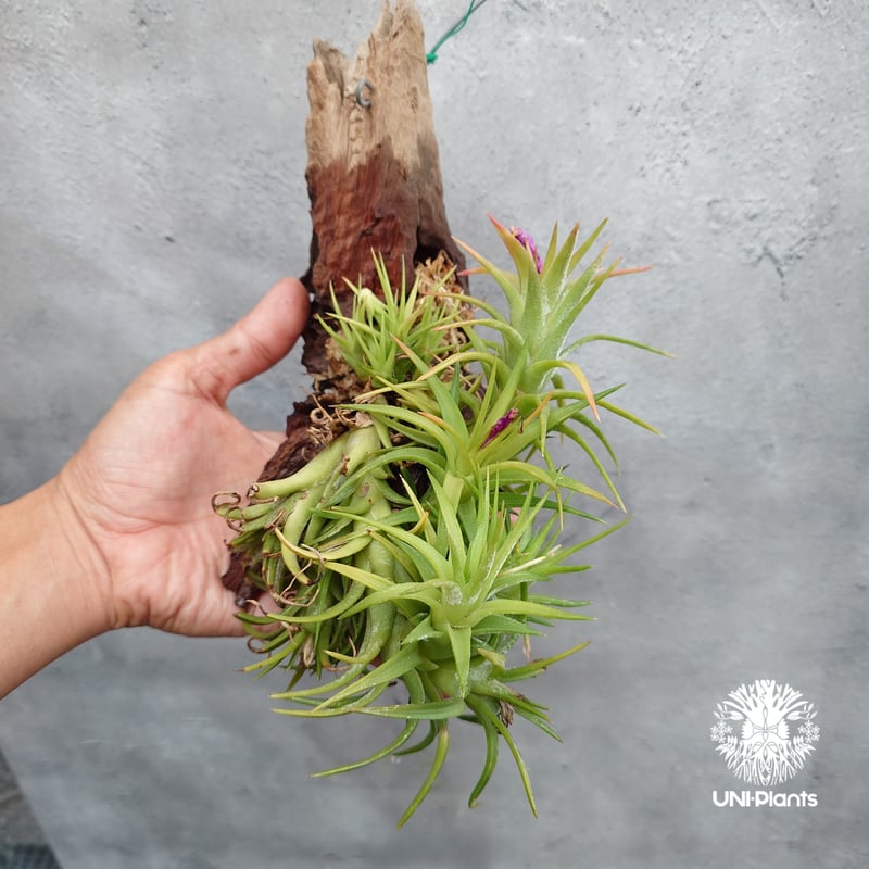 Tillandsia Vanhyningii Minor 速達発送 Tillandsia Vanhyningii Minor 速達発送