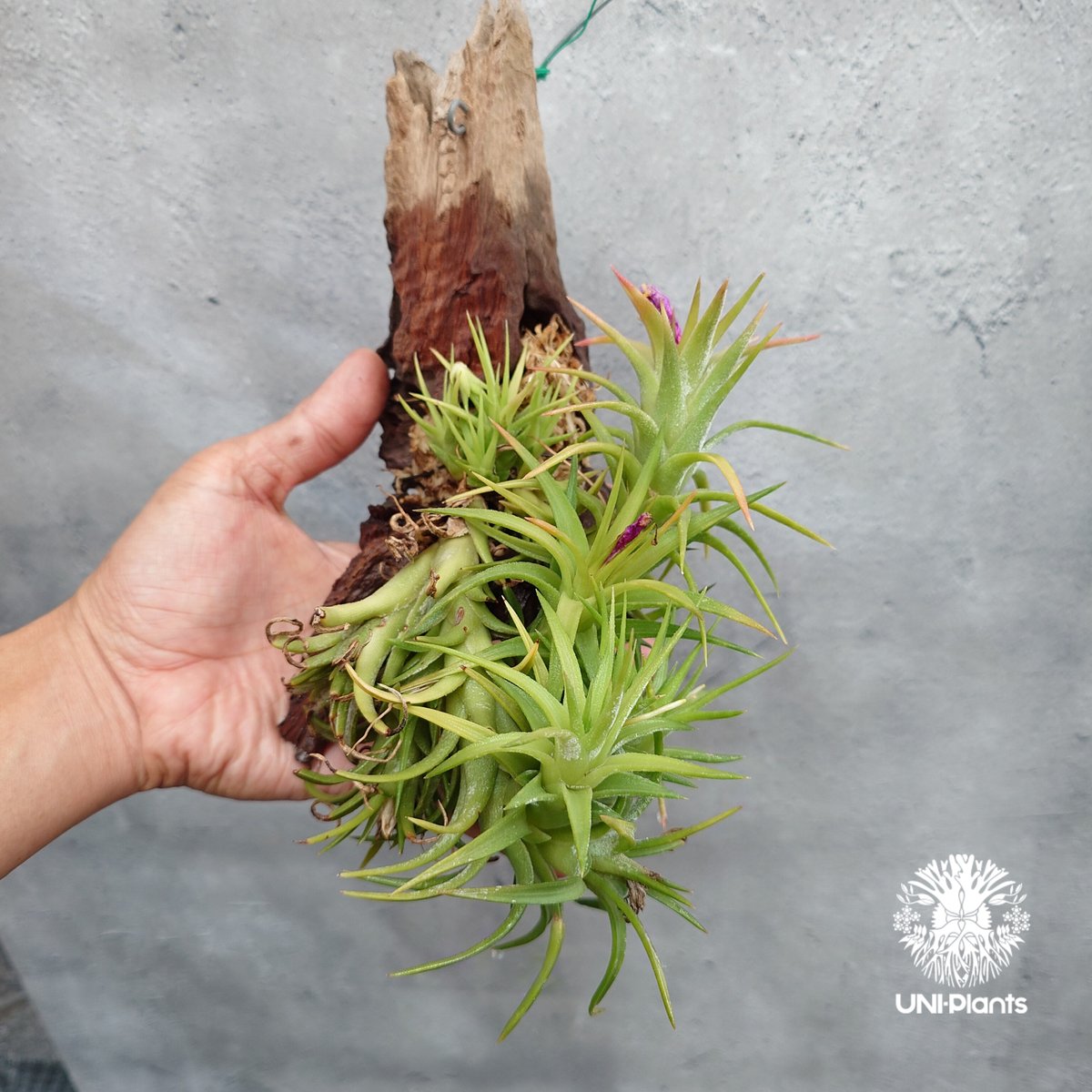 ブロメリア・エアープランツ ionantha van-hyni Ornge Selected Tillandsia ionantha var. vanhyningii ティランジア イオナ