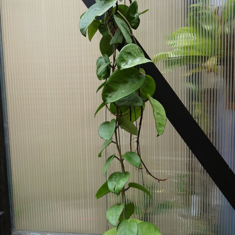 レア　ホヤ　Hoya Collina Biakensis サクララン ホヤ カルノーサ クリンクル8 サクララン ホヤ植物 植物 珍奇
