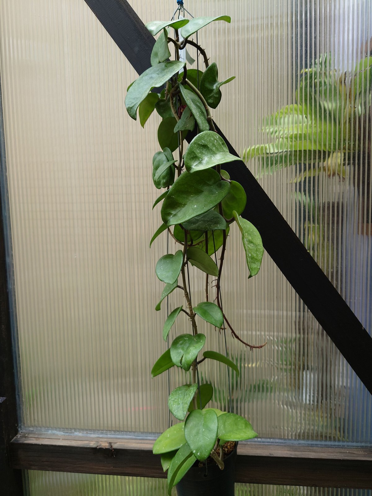 珍種　ホヤ　メデューサ Hoya Medusa サクララン 珍種 ホヤ メデューサ Hoya Medusa サクララン