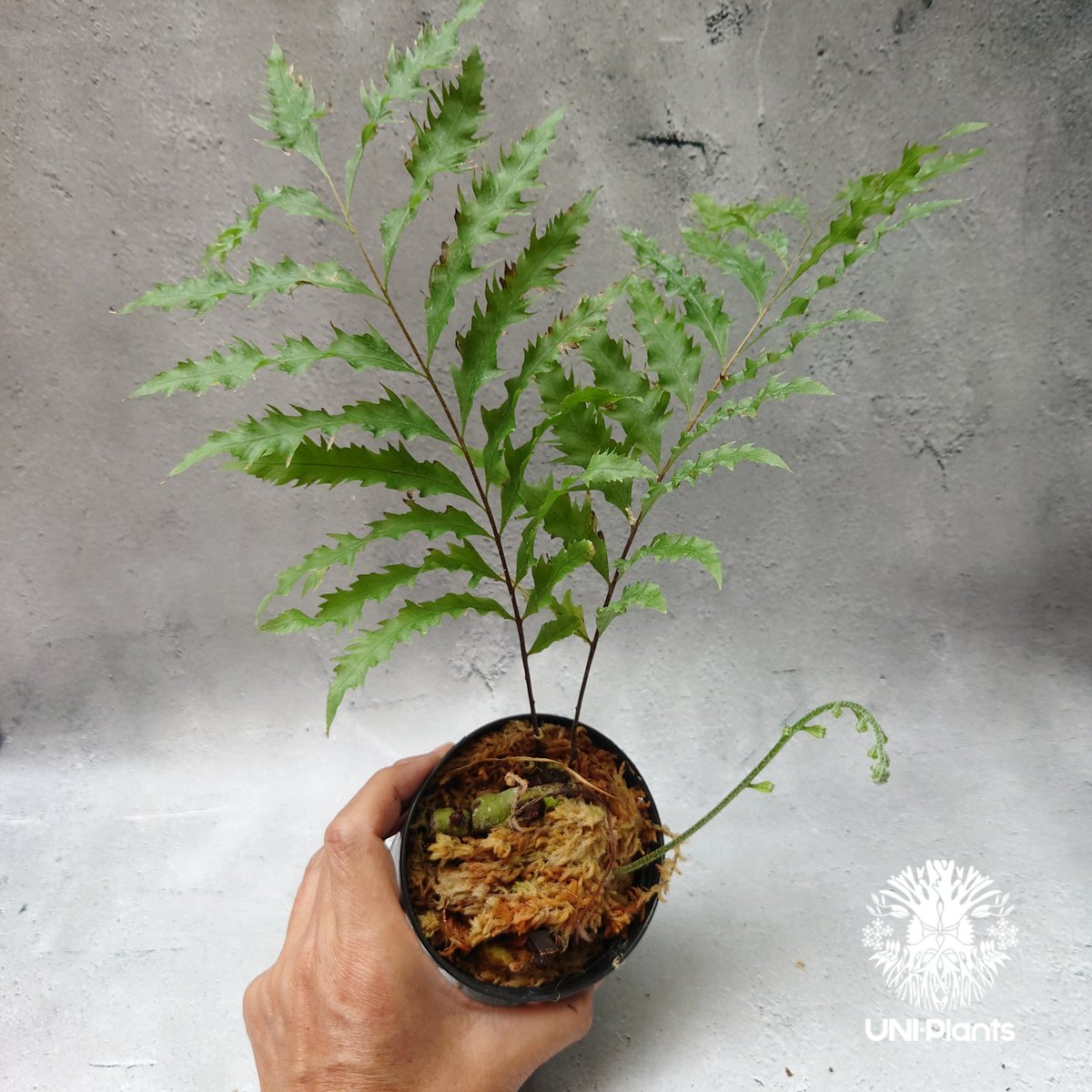 Drynaria rigidula `whitei' ドリナリア·リギデュラ'ホワイティ Drynaria rigidula `whitei' ドリナリア·リギデュラ'ホワイティ