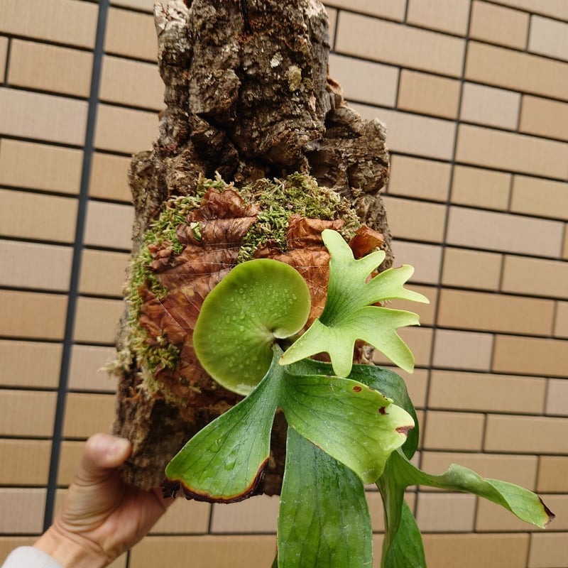 ビカクシダ　コロナリウム〔Thinthin〕コルク付け3 ビカクシダ コロナリウム〔Tonkla Thin〕 コルク付け3 特大