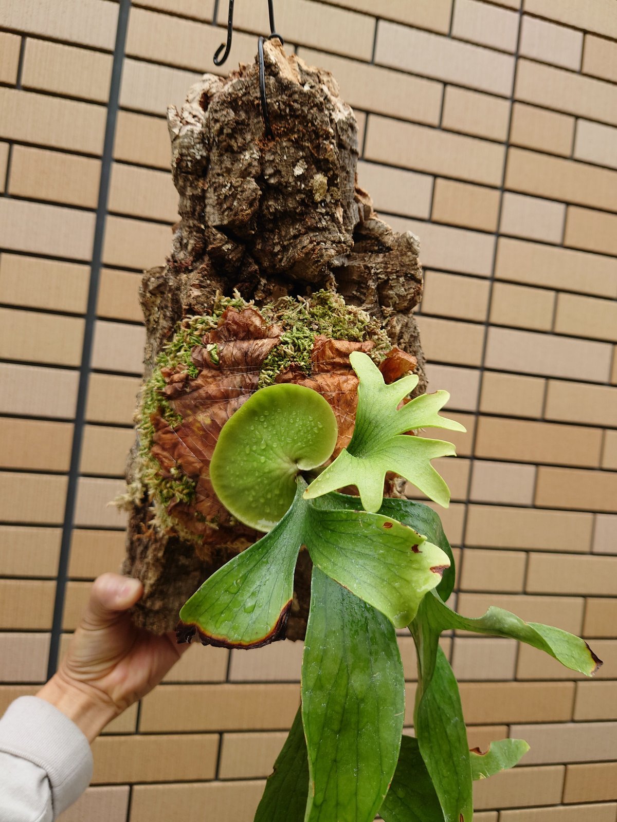 今週の安売り‼️カクシダ ウィリンキー コルク今は貯水葉展開中 - 植物 