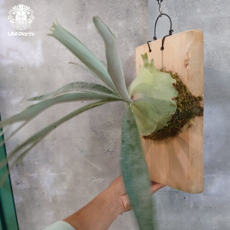 【国内繁殖株・一点物】Patycerium veitchii wild | ビカクシダ ベイチー ワイルド | ビカクシダ原種 | ビカクシダ板付け ビカクシダビーチ