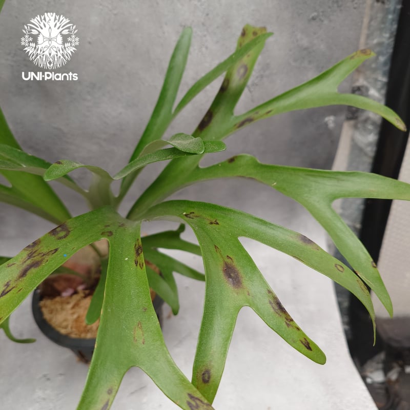 Platycerium alcicorne var.Madagascar ビカクシダ アルシコ