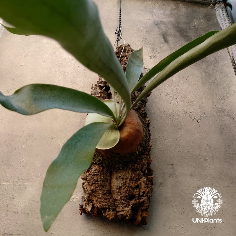 ビカクシダ ビフルカツム Platycerium bifurcatum コウモリラン