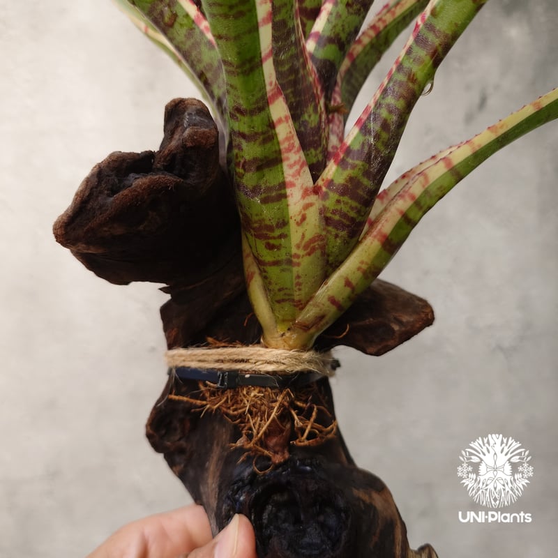 Neoregelia Wild Rabbit ネオレゲリア ワイルドラビット Neoregel