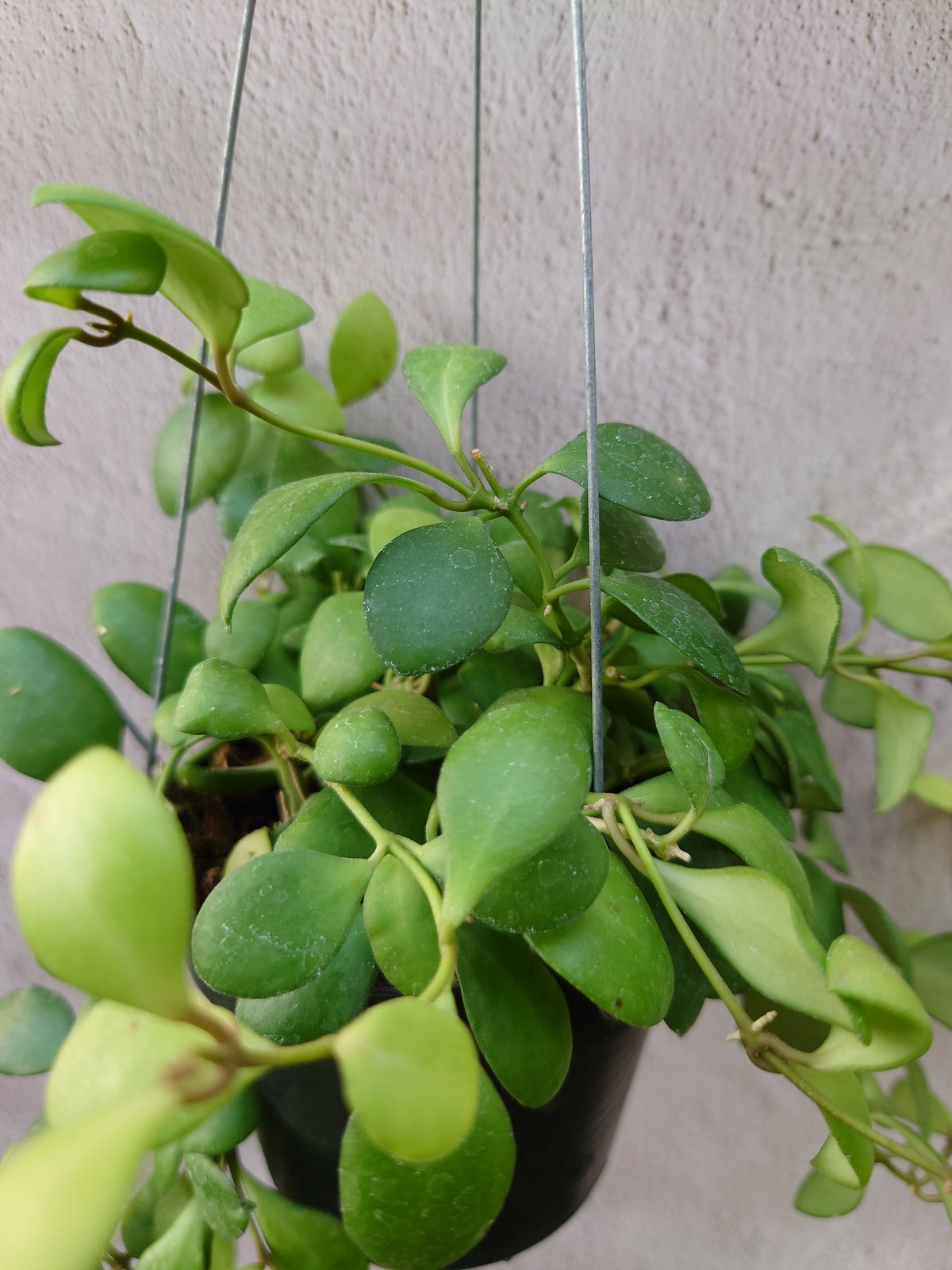 ホヤ サクララン ヘウスケリアナ イエロー ホヤ植物 植物 珍奇