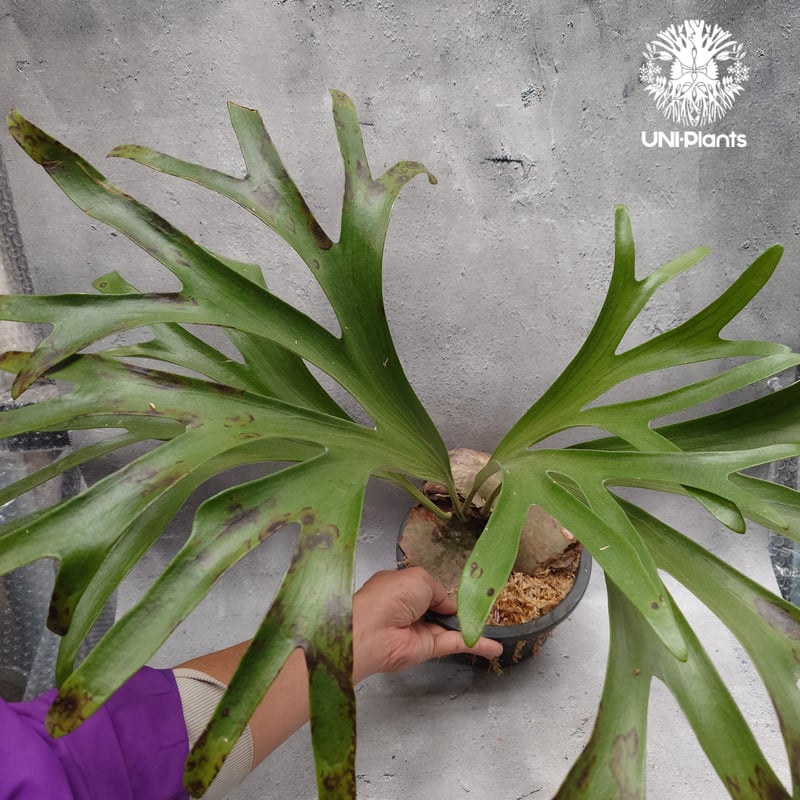 Platycerium alcicorne var.Madagascar ビカクシダ アルシコ