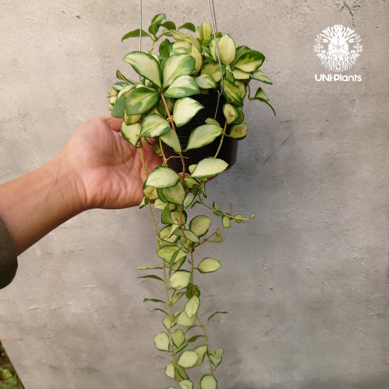ホヤ ヘウスケリアナ バリエガータ Hoya Heuschkeliana