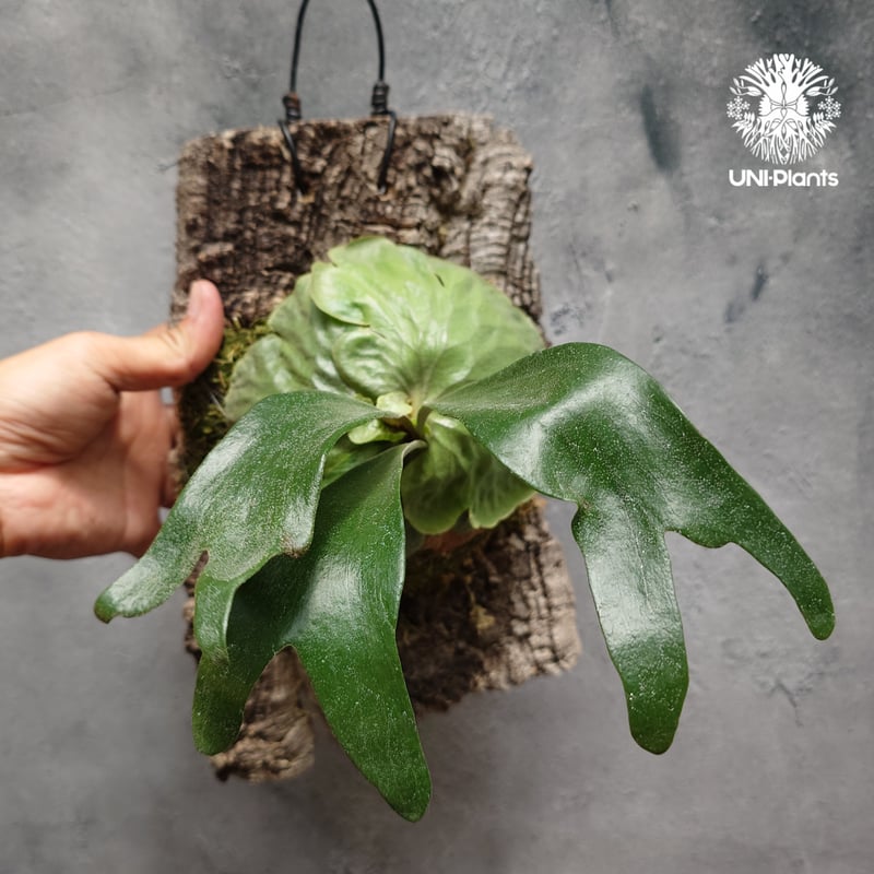 Platycerium Dawboy ビカクシダ ダウボーイ ビカクシダ交配種 シダ植物