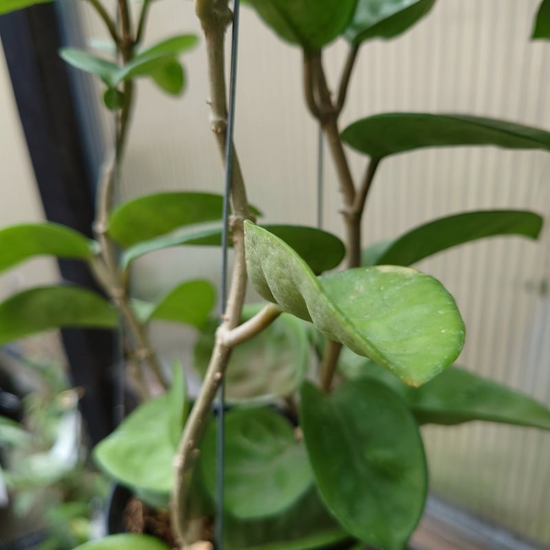 訳ありセール　レア　ホヤ　Hoya  cui silver サクララン ホヤ アルドリッチ Hoya aldrichii ホヤ植物 サクララン