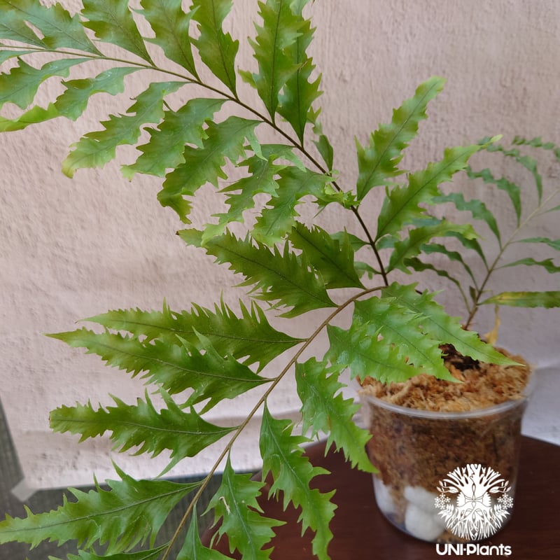 Drynaria rigidula `whitei ドリナリア·リギデュラ'ホワイティ