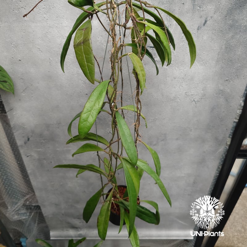 Hoya Sulawesiana ホヤ スラウェシアナ ホヤ植物 Hoya plants 珍し