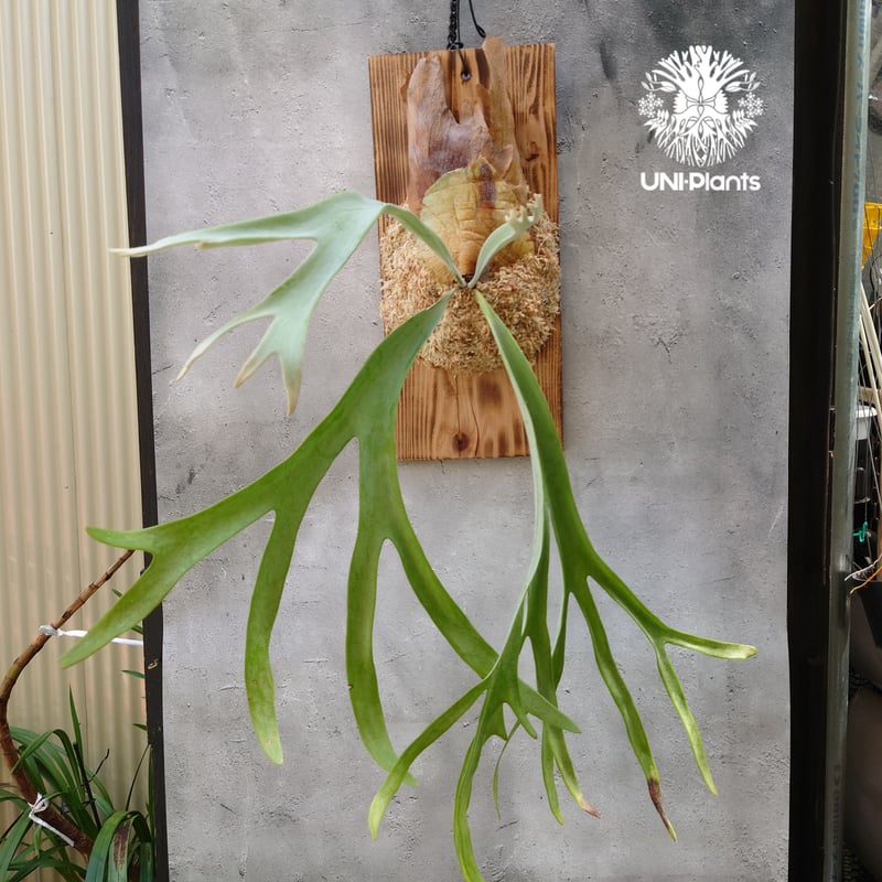 ビカクシダ ピューチャン 初入荷! ビカクシダ ピューチャン コンパクト Platycerium