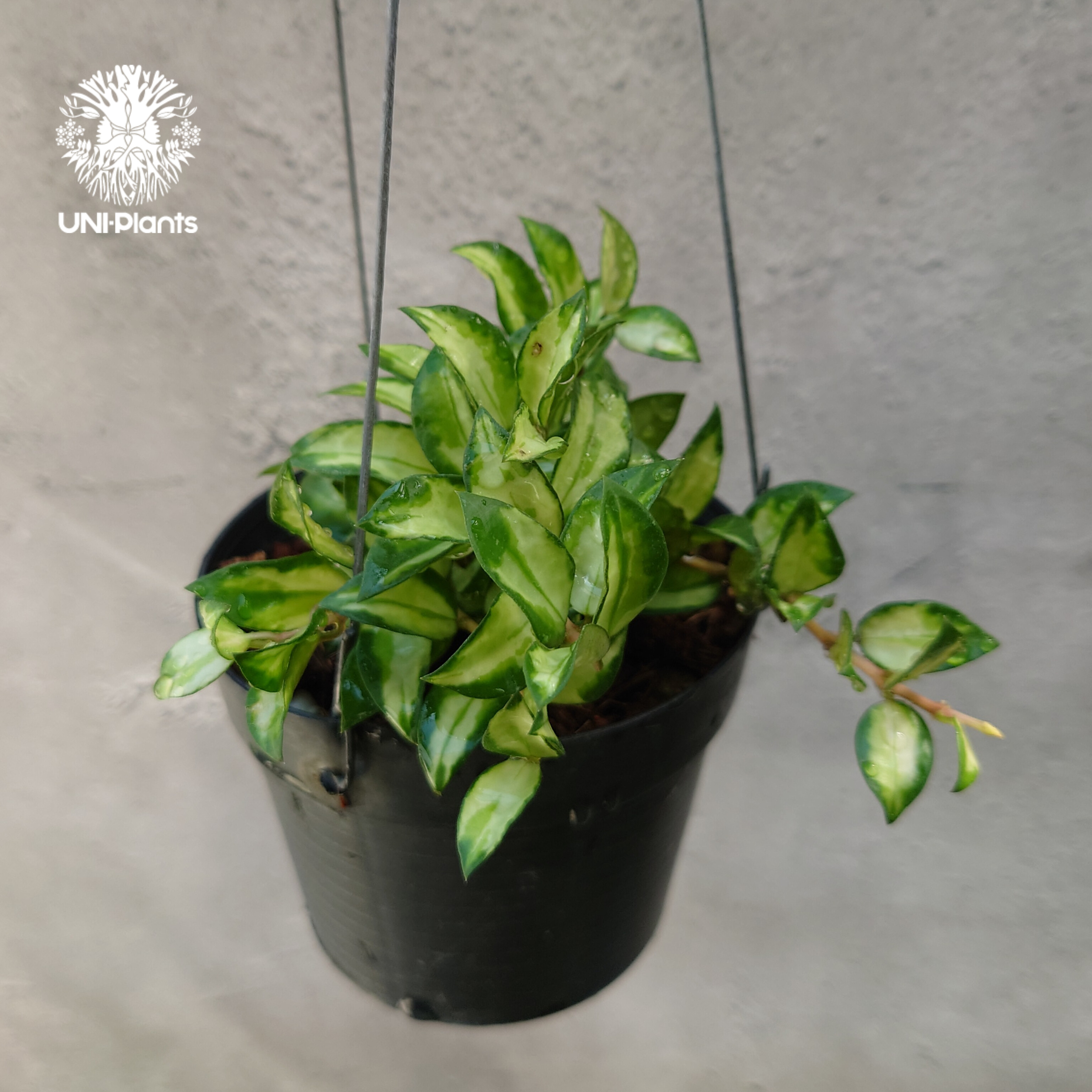 Hoya Lacunosa Bruno ホヤ ラクノーサ ブルーノ 斑入り ホヤ植物 ホヤ