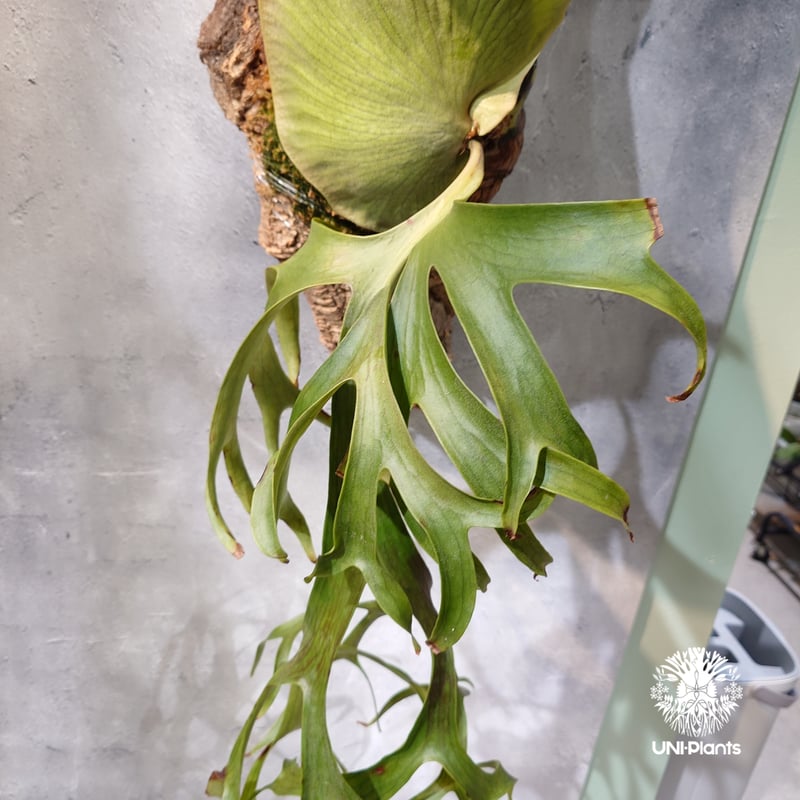 タイ直輸入・現地選抜】Platycerium coronarium Philippines