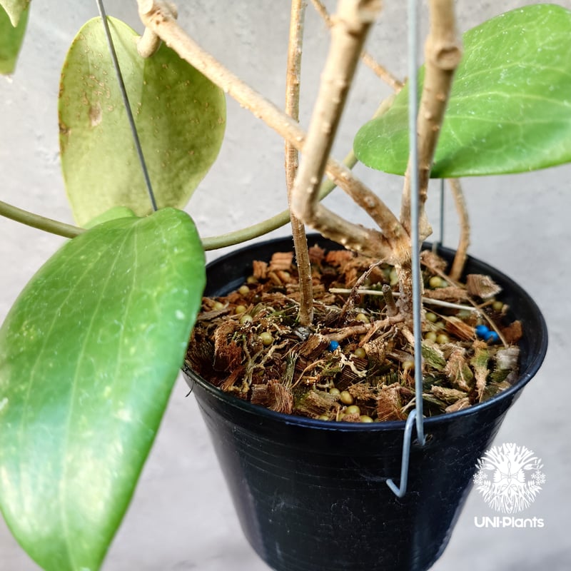 ホヤ アルドリッチ Hoya aldrichii ホヤ植物 ホヤの花 Hoyaplants つ