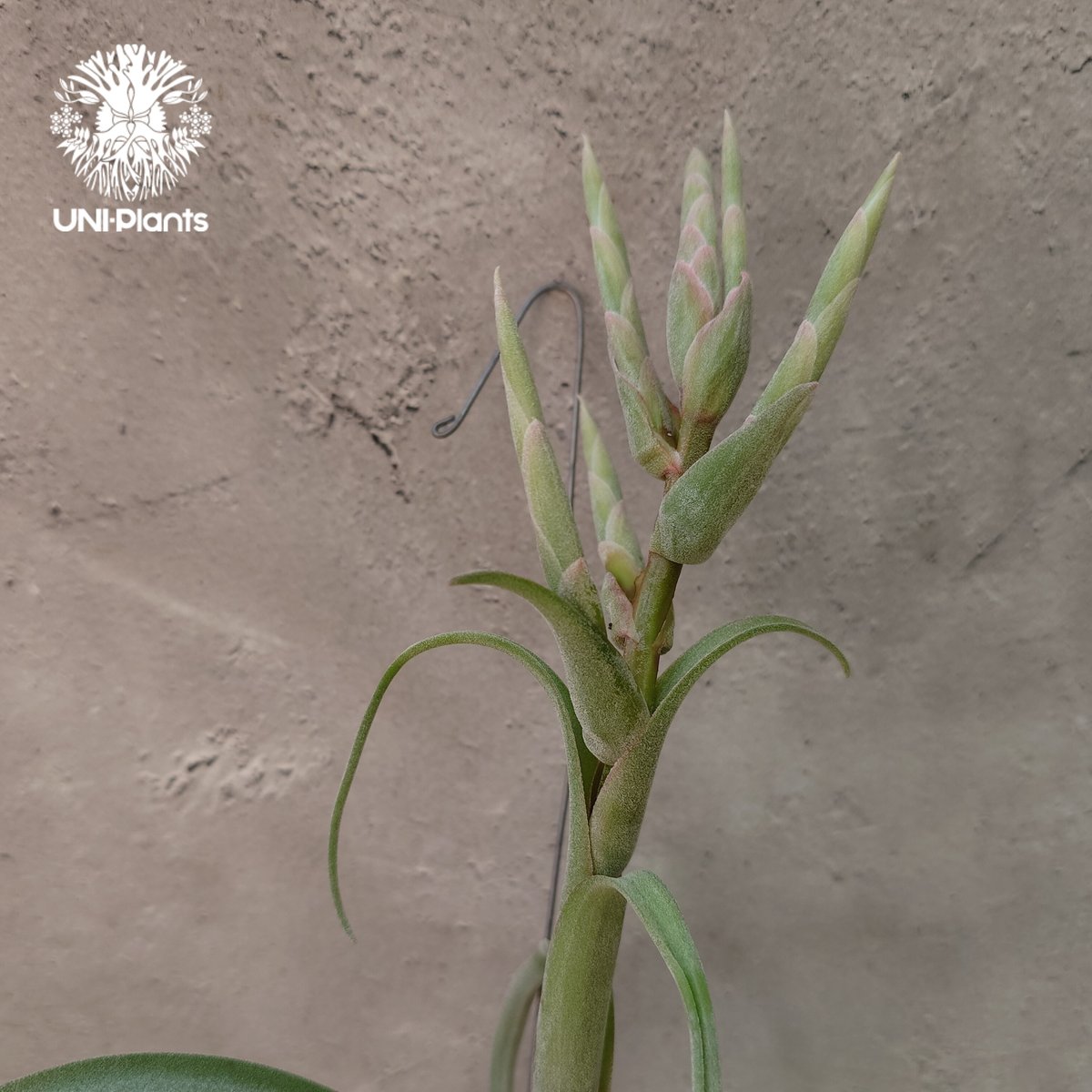 Tillandsia Curly slim チランジア カーリースリム Hybrid-Till