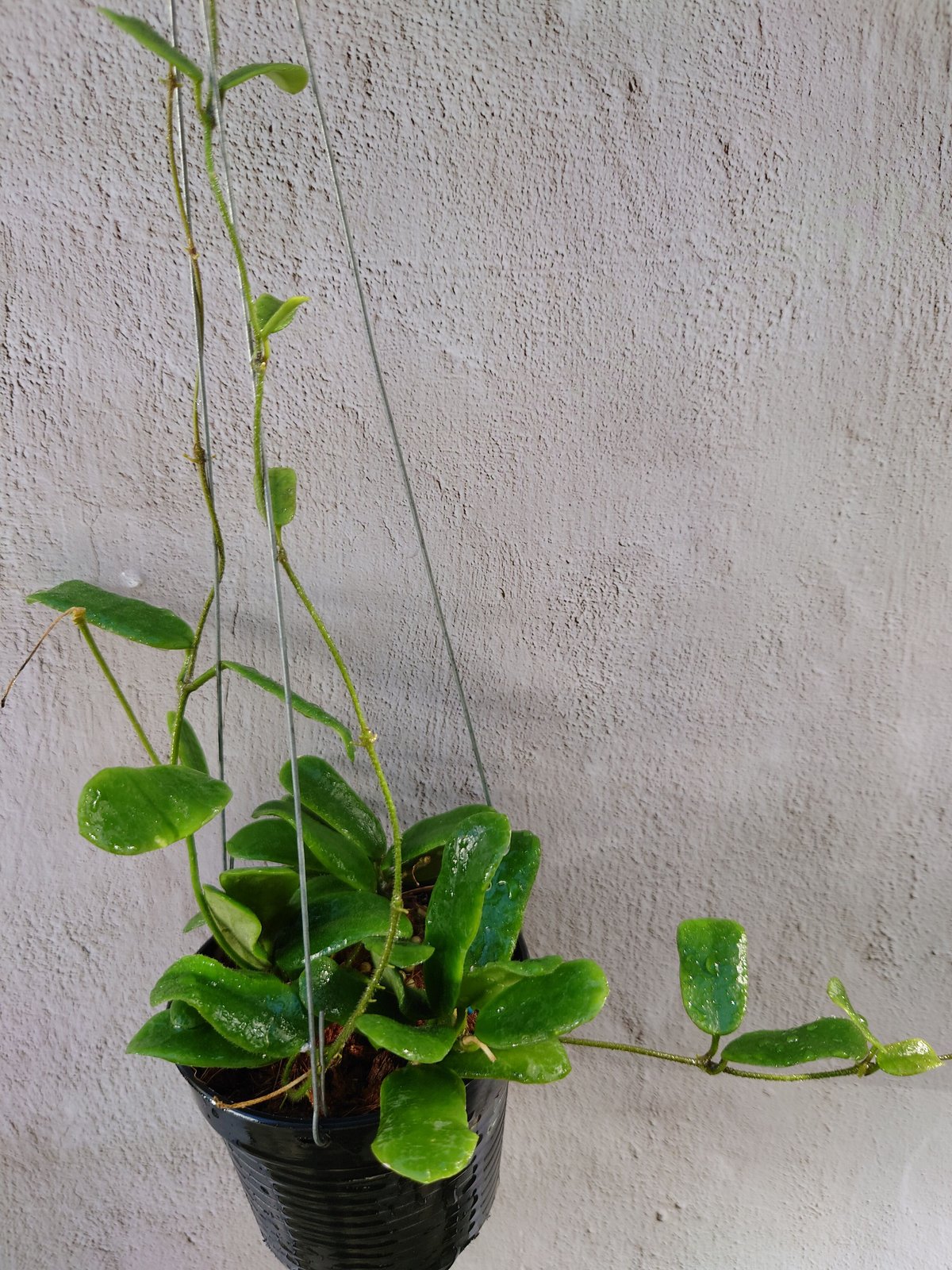 ホヤ ロツンディフォリア Hoya rotundiflora ホヤ植物 植物 珍奇  