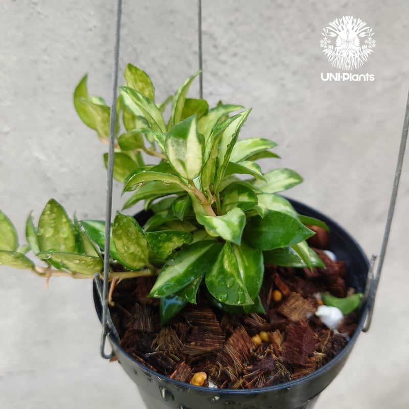 Hoya Lacunosa Bruno ホヤ ラクノーサ ブルーノ 斑入り ホヤ植物 ホヤ