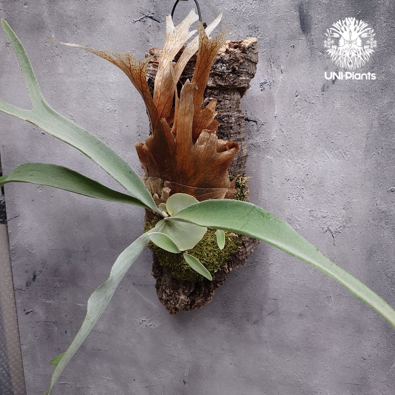 ビカクシダ ベイチー(子株) Platycerium veitchii(pup) コウモリラン