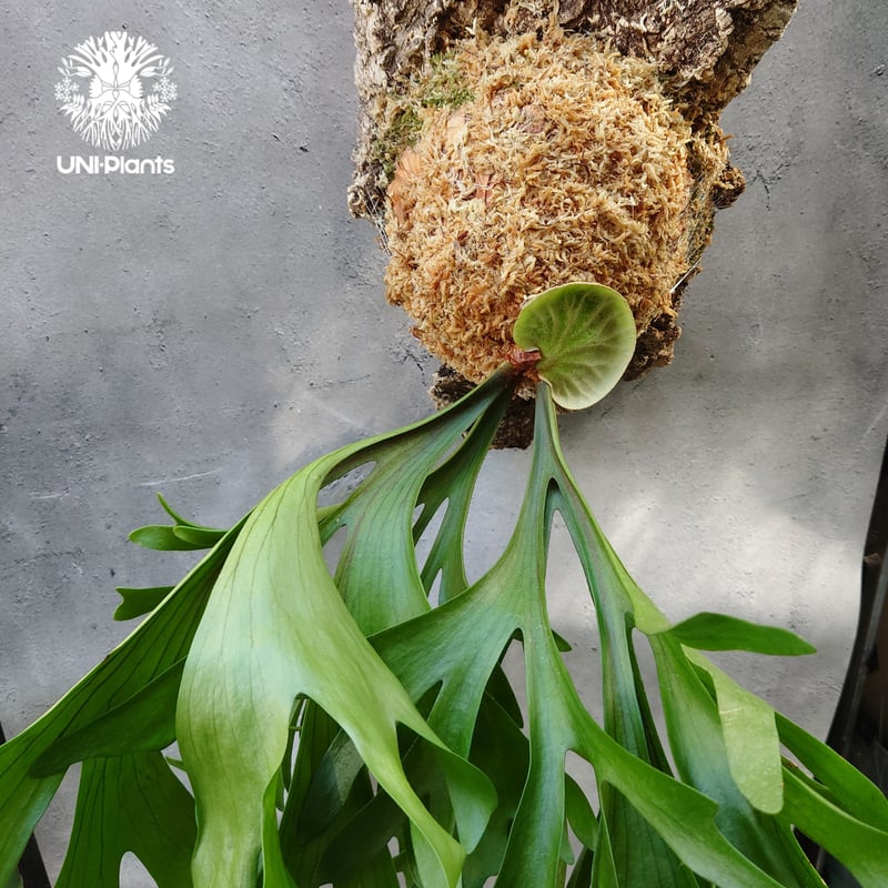 キッチャクードthin ビカクシダ 現品】ビカクシダ・キッチャクード Mt