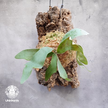 ビカクシダウィリンキーセルソタツタTC大株コルク付けコウモリラン