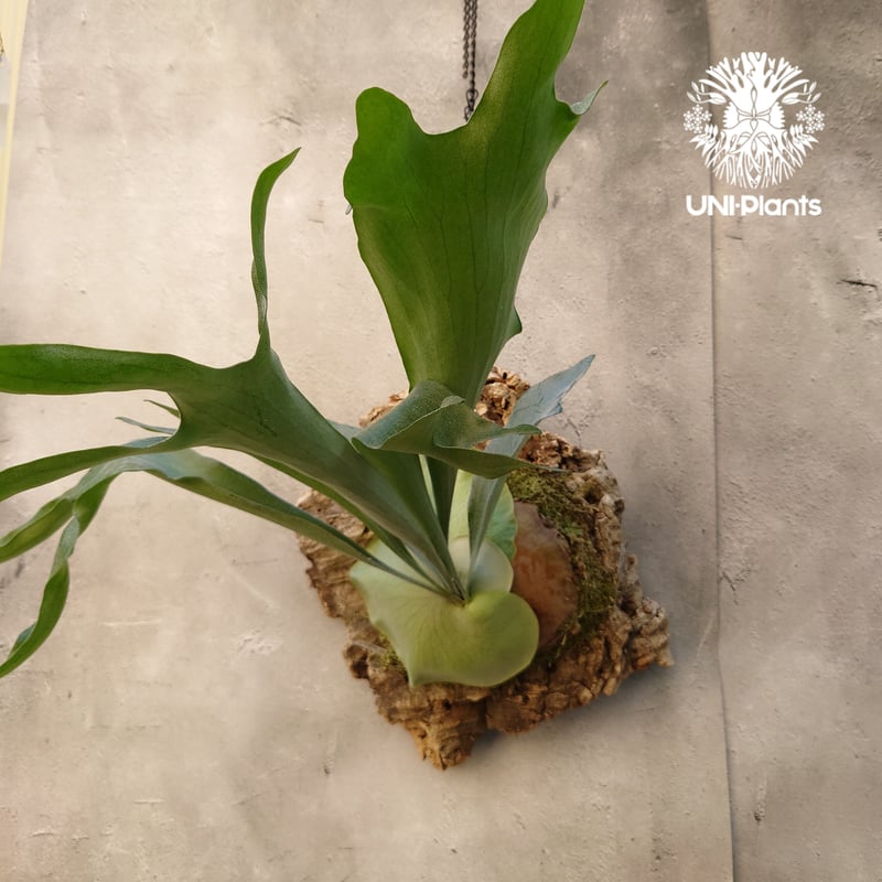 コウモリラン　アルシコルネ　△ ビカクシダ アルシコルネ (Platycerium alcicorne)-について