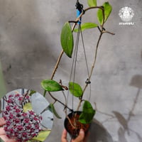 【国内繁殖株・花座付き】Hoya pubicalyx Royal Hawaiian Purple | ホヤ プビカリクス ロイヤル ハワイアン パープル ｜ホヤの花｜Hoya plants