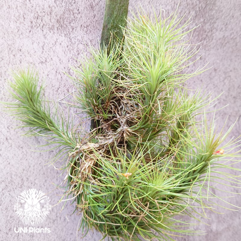 Tillandsia funckiana large form ティランジア チランジア・フン