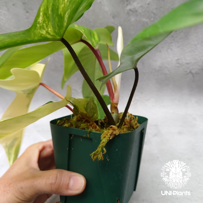 Philodendron Florida beauty variegated フィロデンドロ