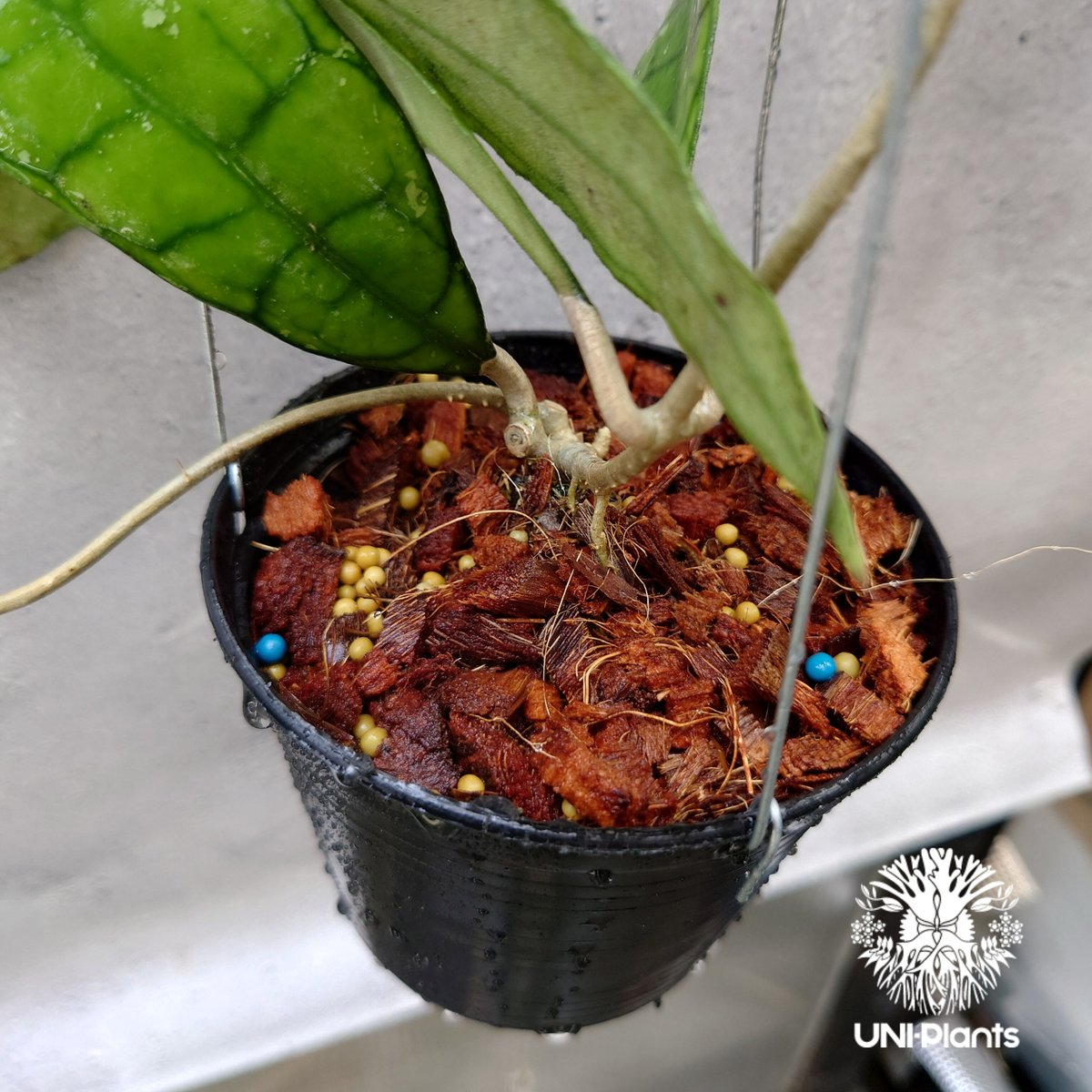 hoya ホヤ フィルラ ロング 4号 ホヤ・ マクロフィラ 吊り 4号 - 植物と暮らす m-plant