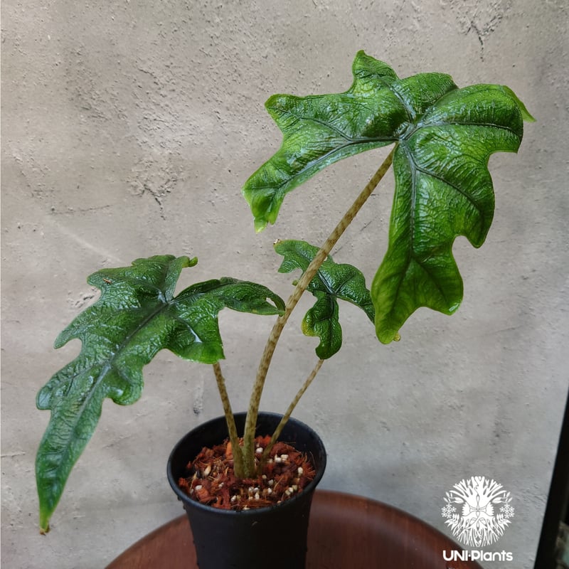 Alocasia jacklyn アロカシア ジャクリン アロカシアジャックリン 観葉