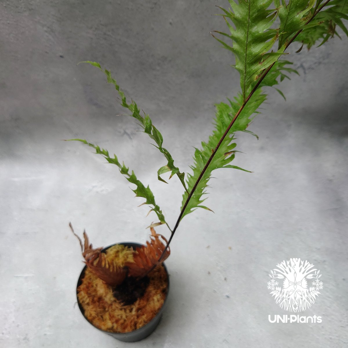 Drynaria rigidula `whitei' ドリナリア·リギデュラ'ホワイティ Drynaria rigidula `whitei' ドリナリア·リギデュラ'ホワイティ