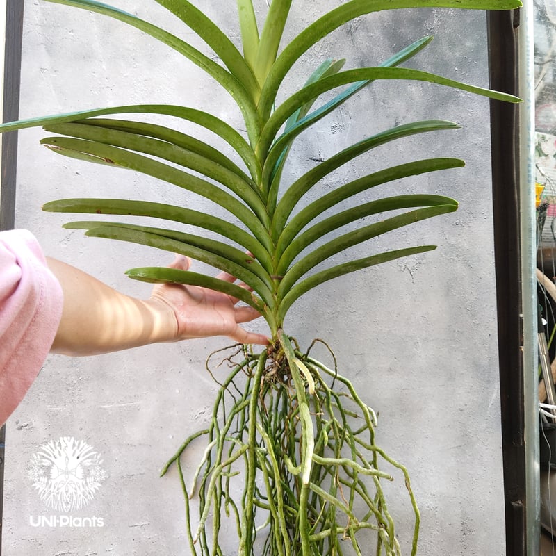 バンダ 洋蘭 Vanda orchid 大株 ラン 蘭 花が綺麗な洋ラン | UNI-Pla