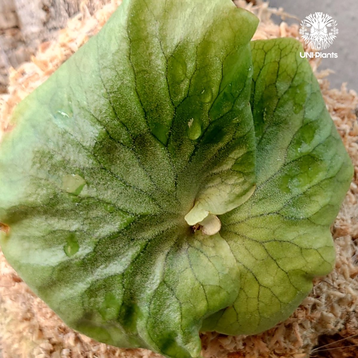 ビカクシダ ダウボーイ Platycerium Dawboy ビカクシダ ダウボーイ コウモリラン