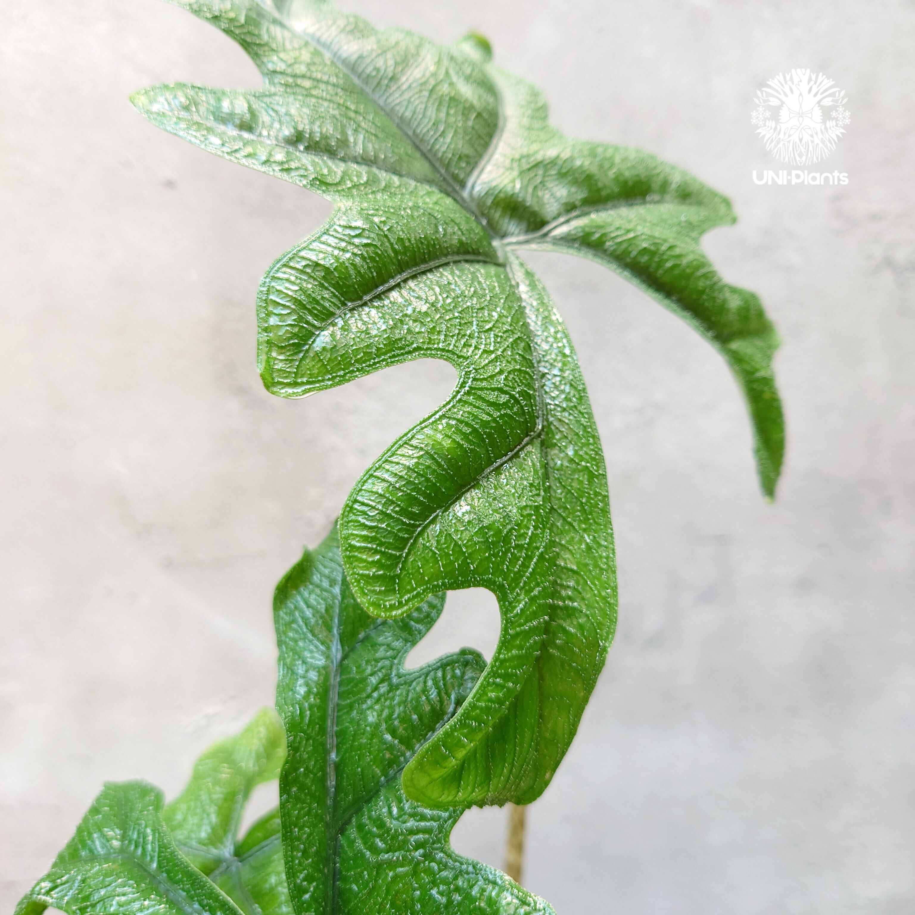 Alocasia jacklyn アロカシア ジャクリン アロカシアジャックリ 観葉