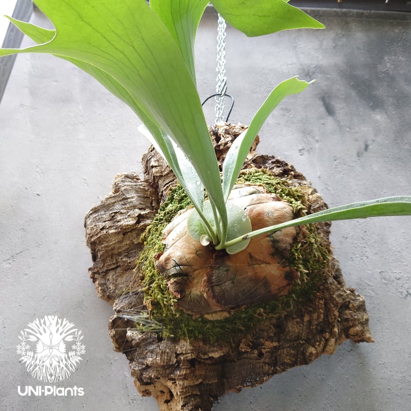 ビカクシダ アルシコルネ Platycerium alcicorne コウモリラン