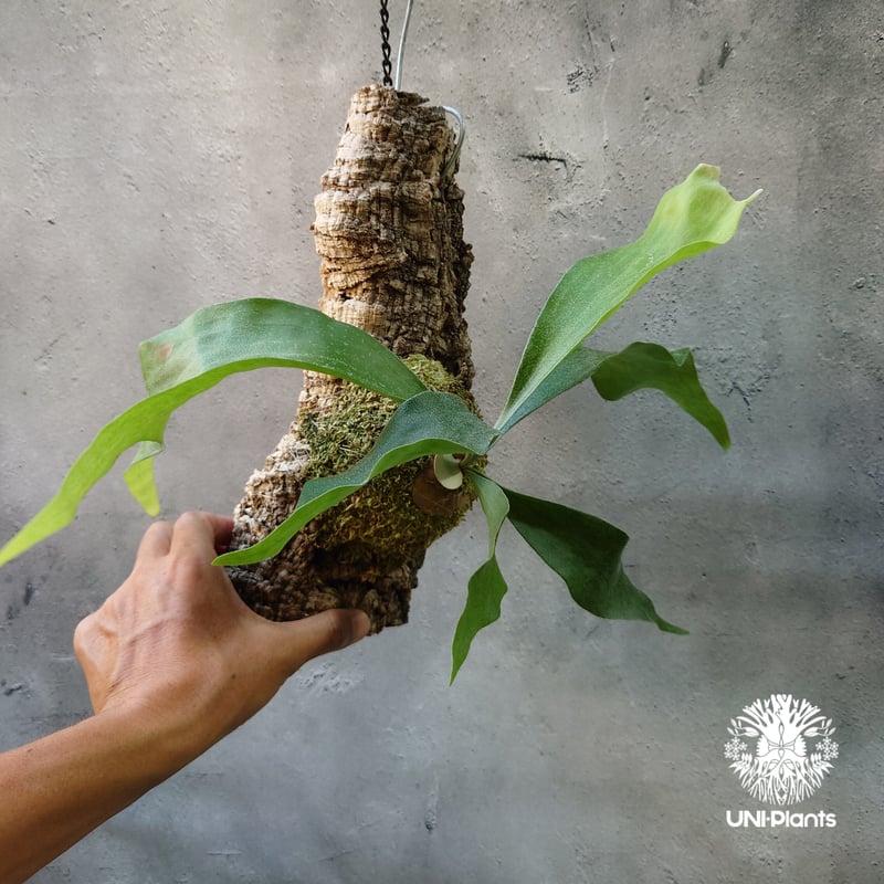 Platycerium hillii cv. Nampu ビカクシダ ヒリー cv. ナンプー