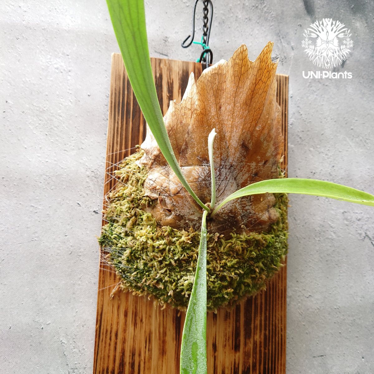 Platycerium Blue vista ビカクシダブルービスタ ビカクシダウィ