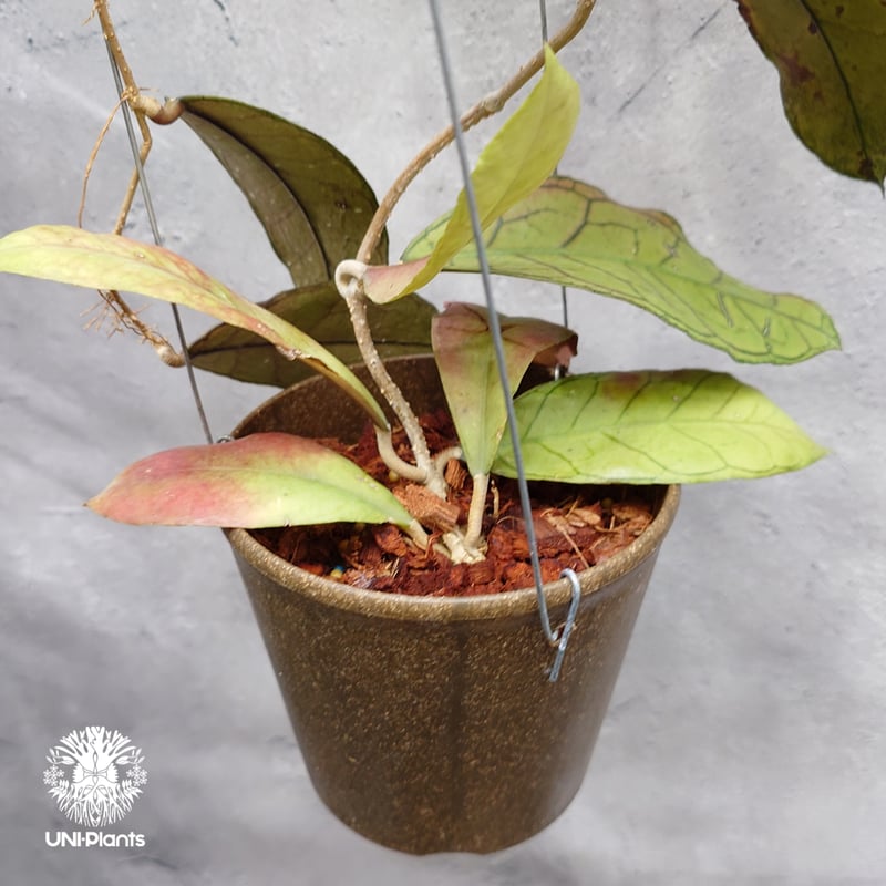 ✴️ バヌアツ原産 ✴️ Hoya tannaensis ✴️ホヤ