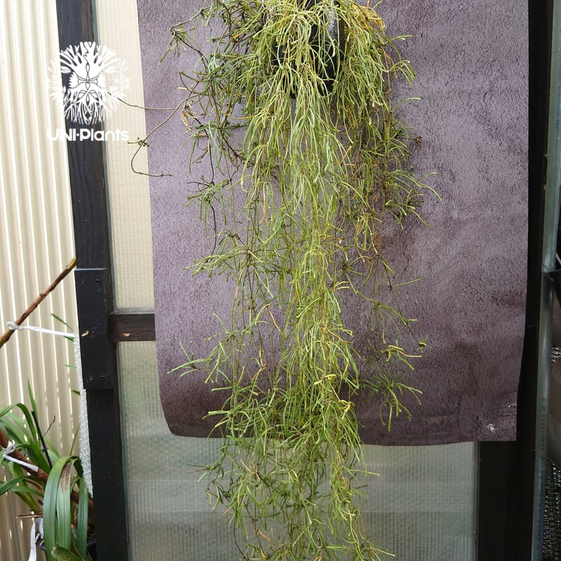 HOYA レツーサ 250808 13 HOYA レツーサ 250808 13 HOYA レツーサ